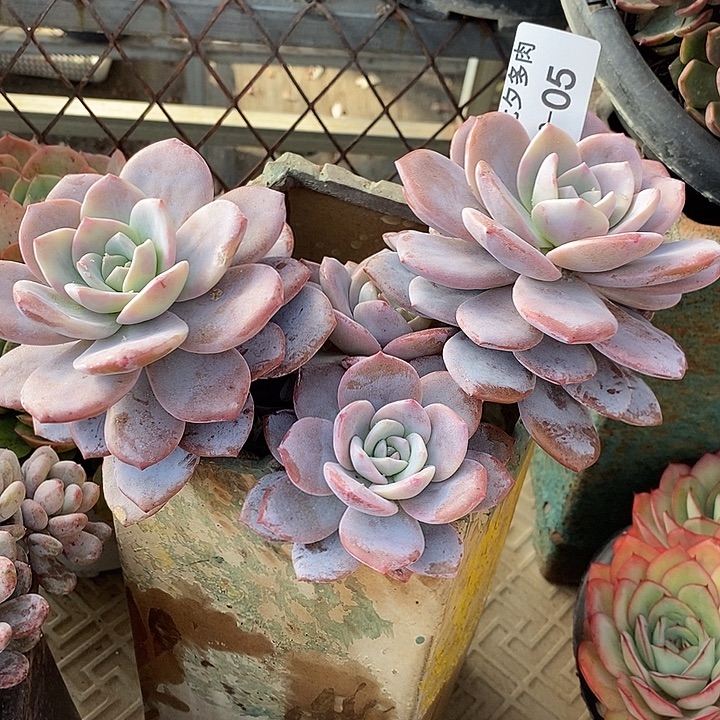 小七夕多肉红茶05