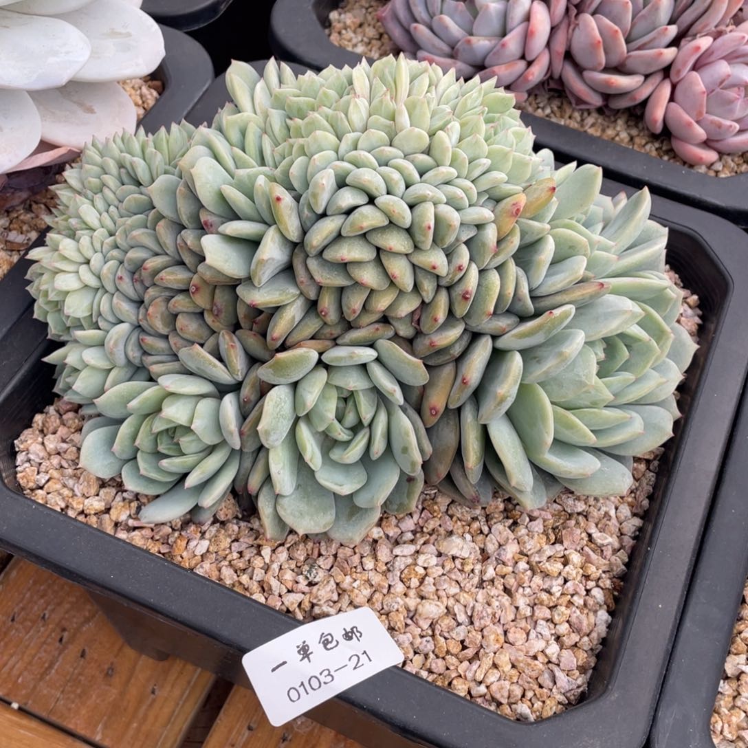 0103-21-劳林sp。。。。。。。