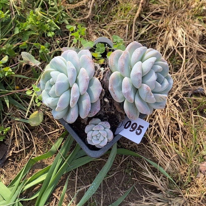 是***呀095冰玉多肉植物多肉