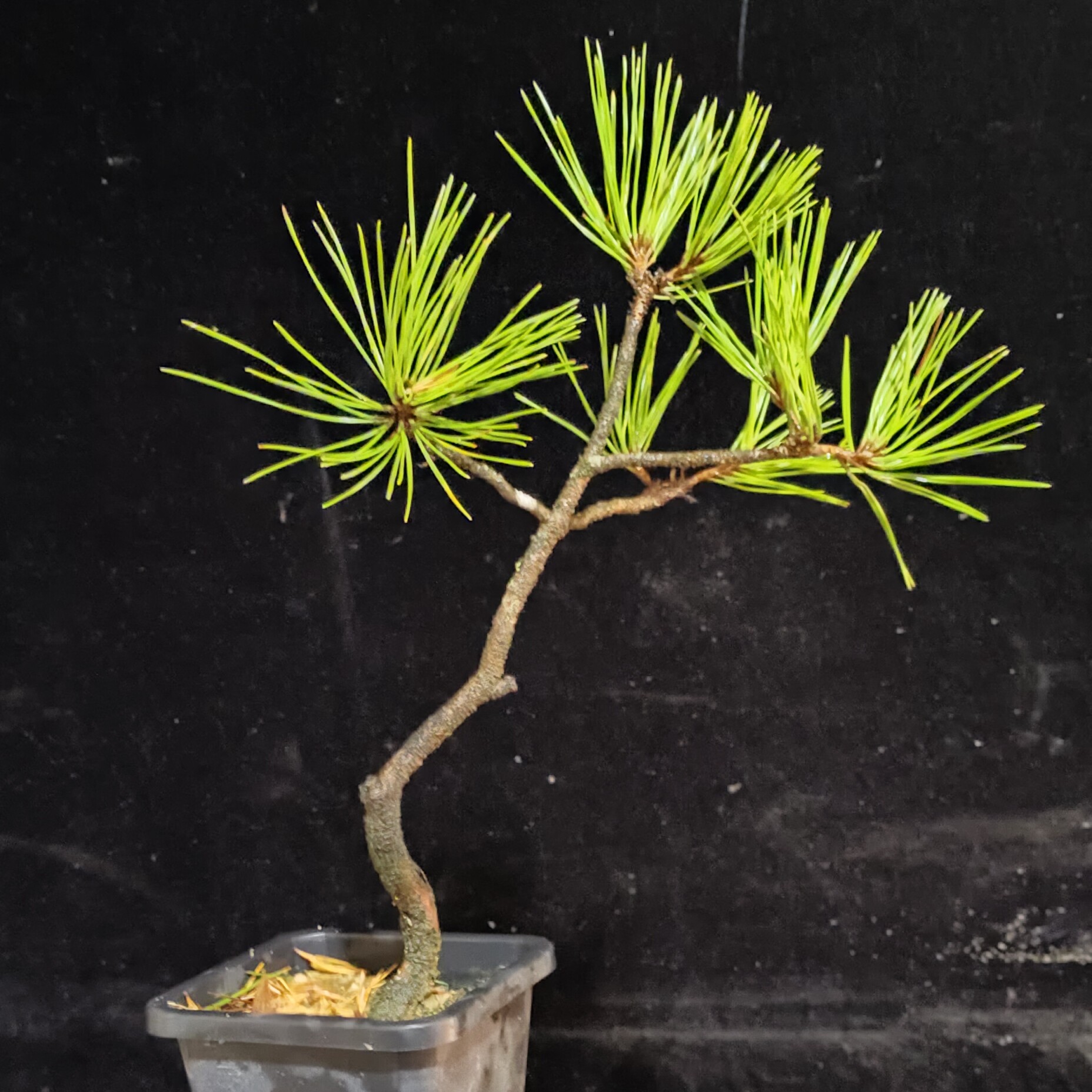 黄山松苗培小老松