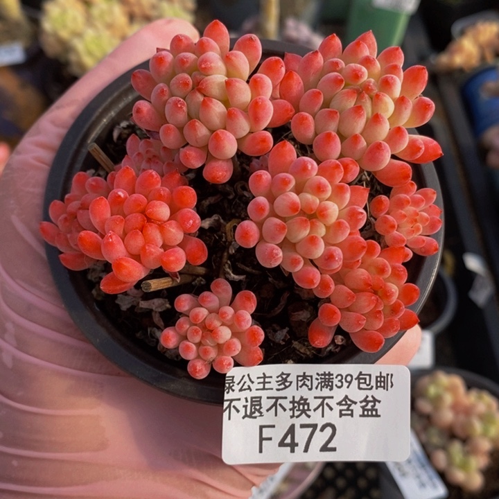 烟花7cm472多肉植物