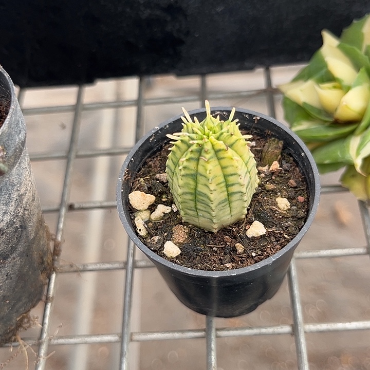 我也不知道我为什么要这样