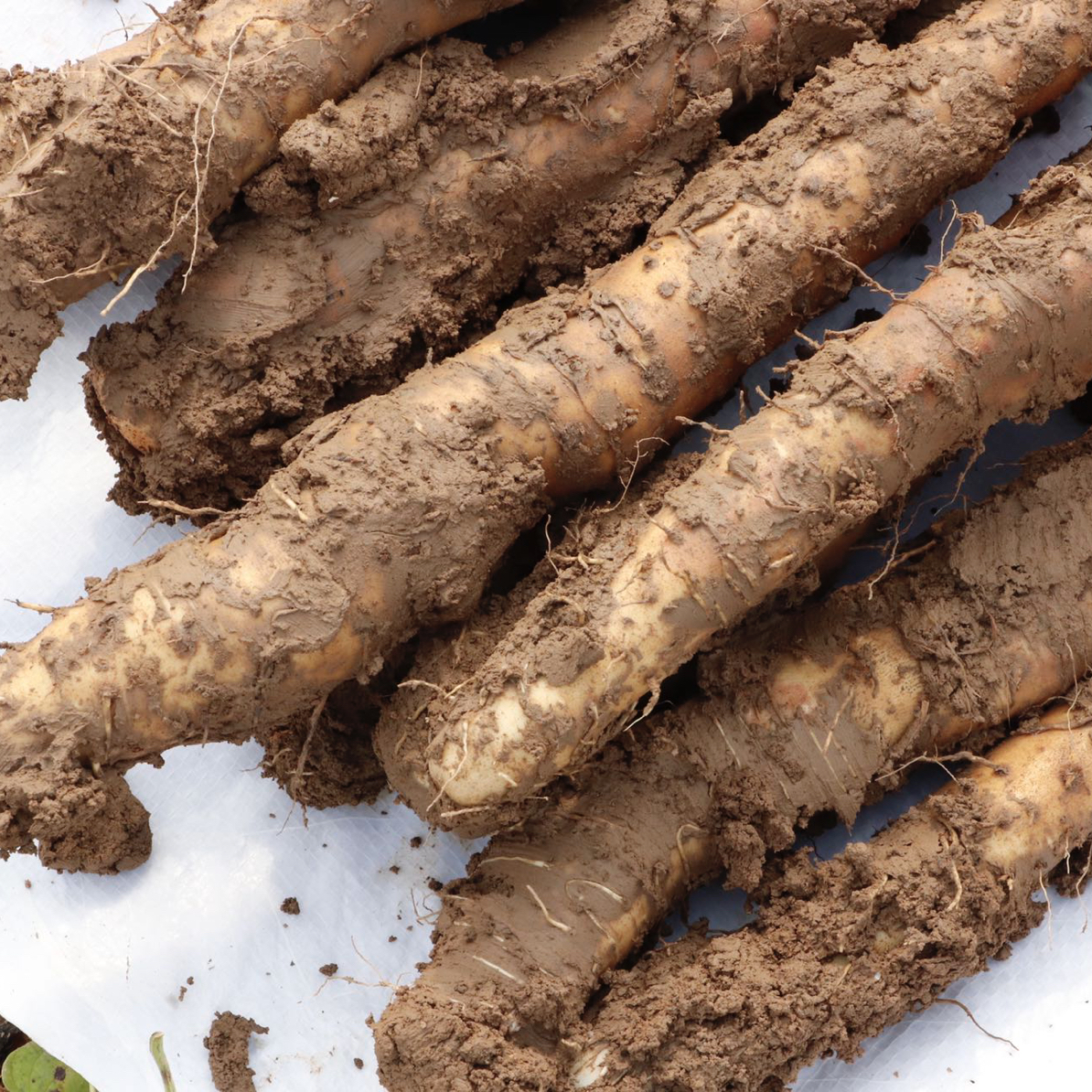 温县铁棍山药新鲜正宗河南焦作垆土怀山药特产农家现挖