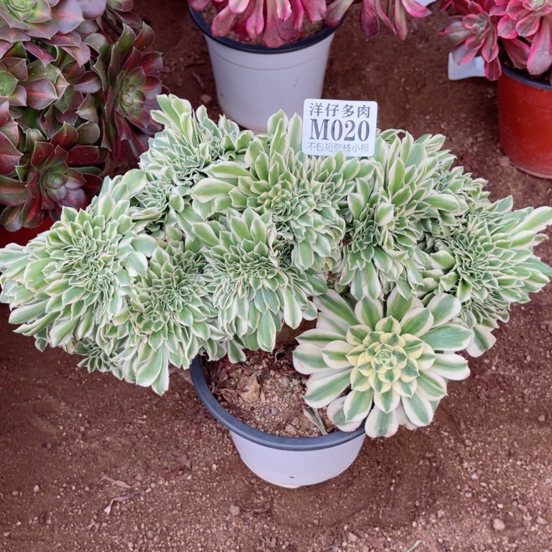 020迈巴赫缀 冠幅30左右