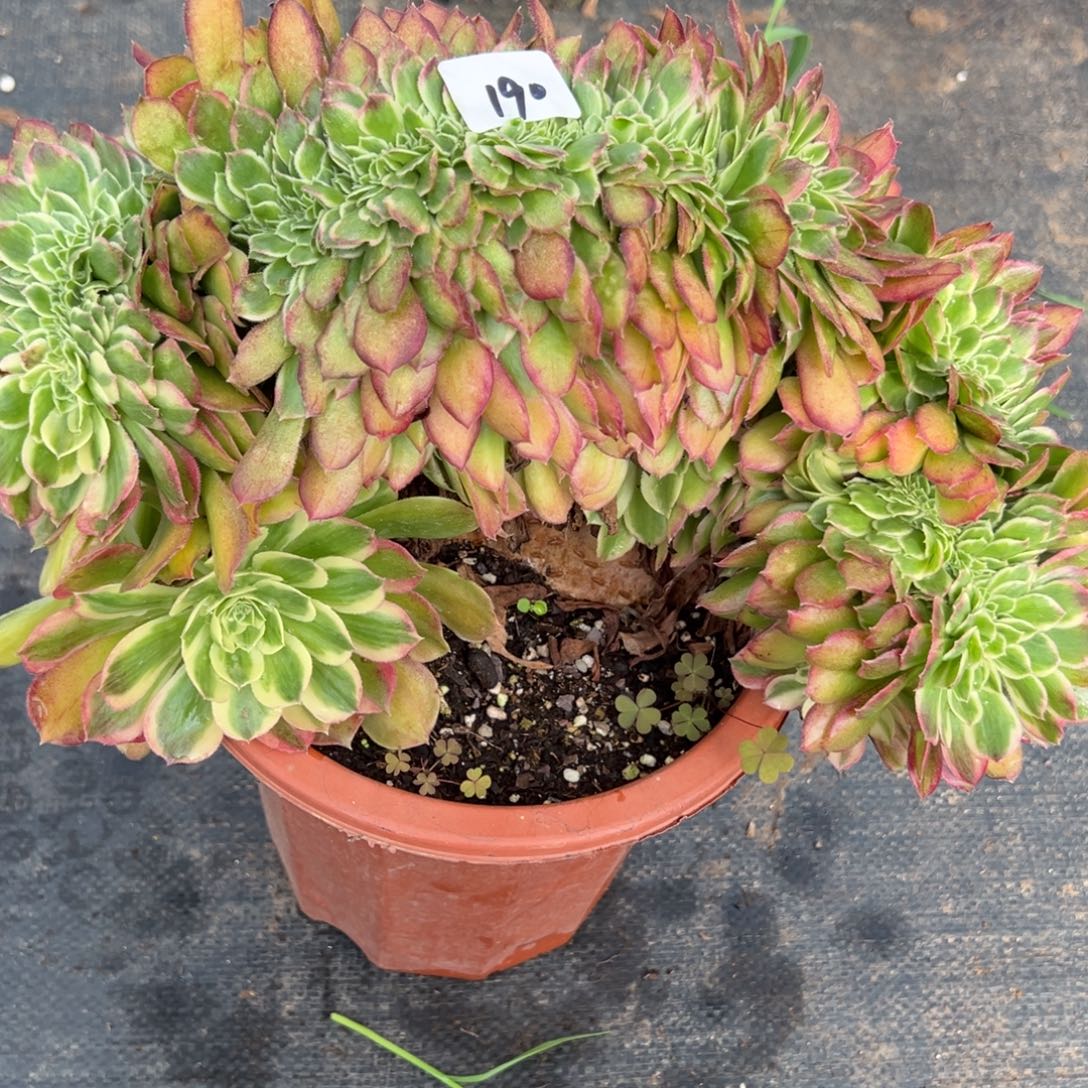 190玉姿缀多肉多肉多肉