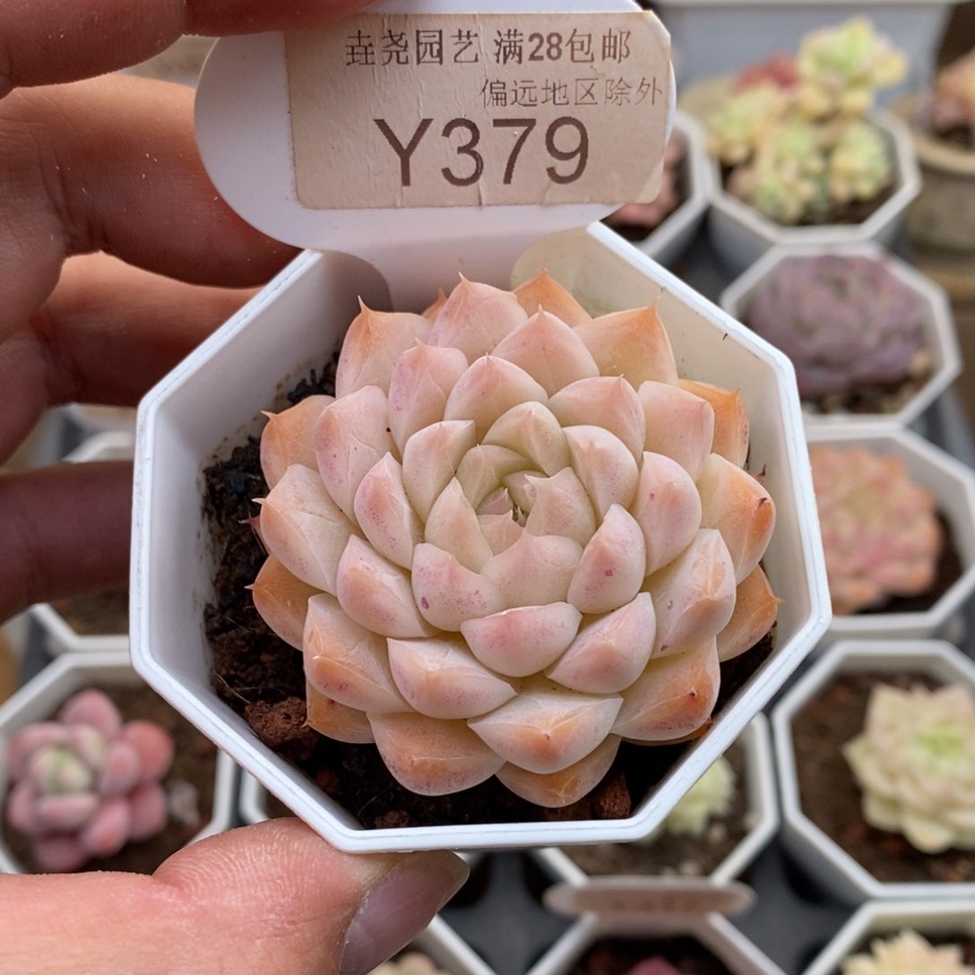 0379桃熏女王5厘米