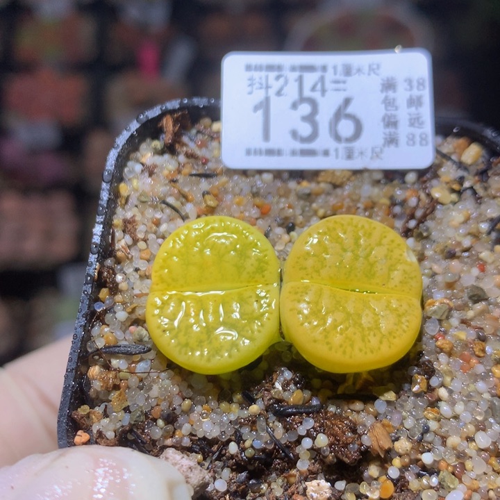 精品生石花214.136