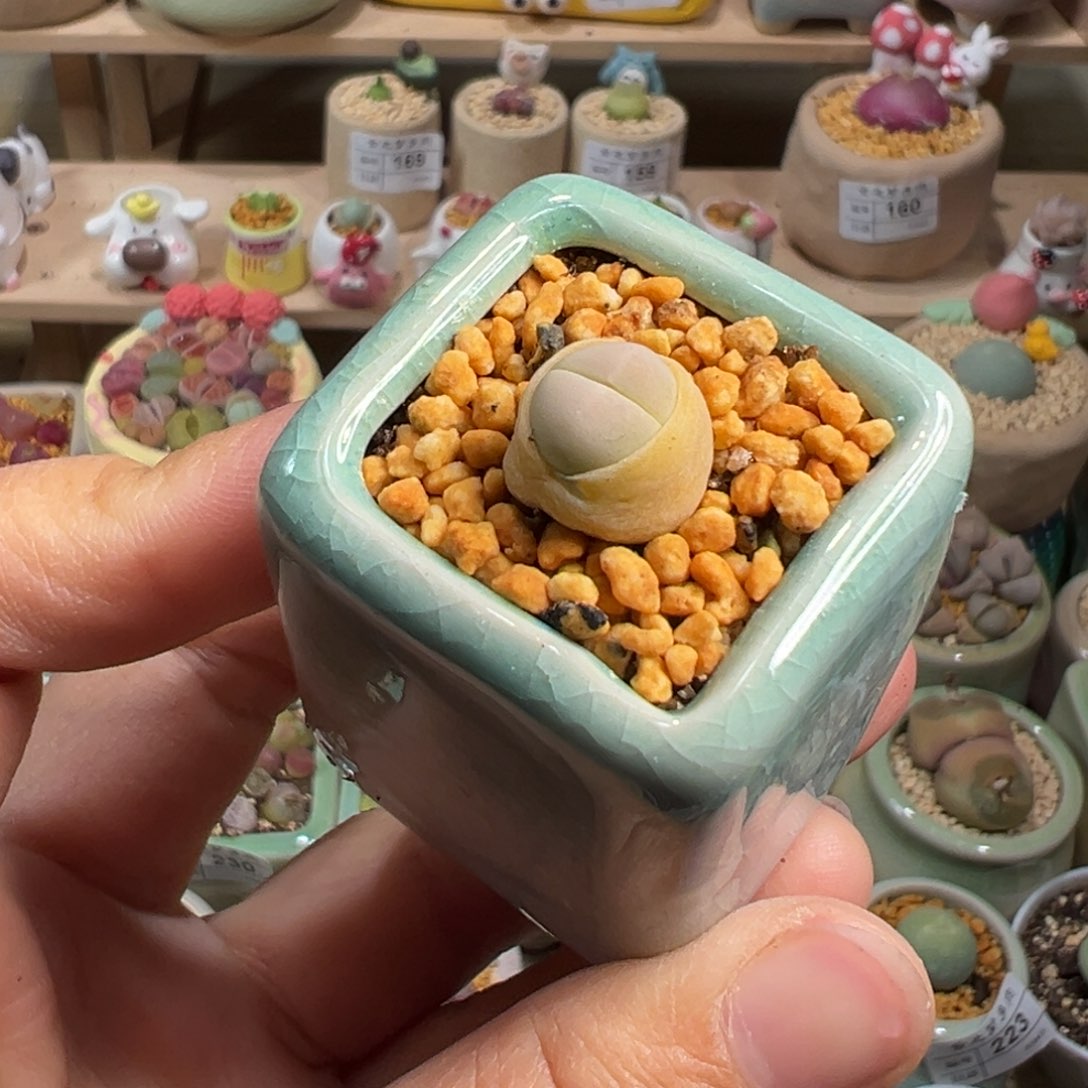 多肉植物240号春桃