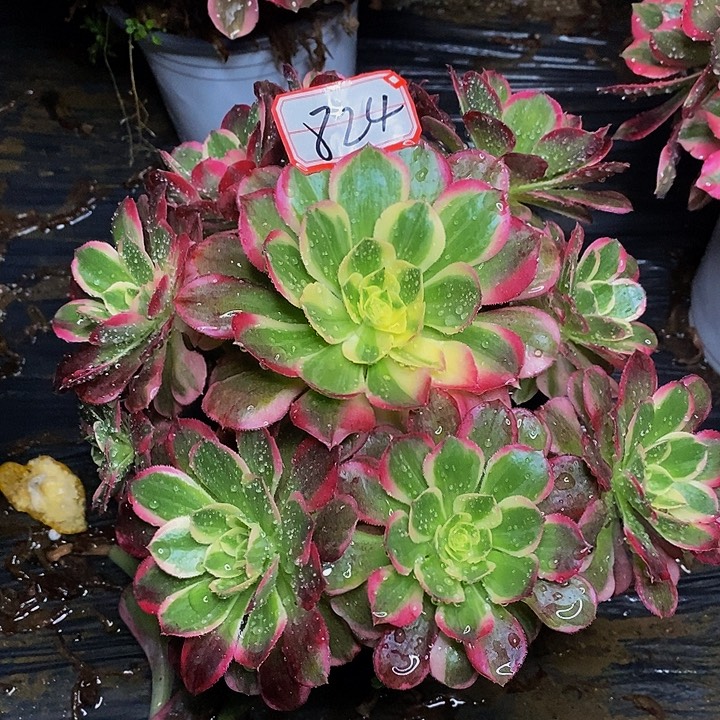 太子妃老桩捧花824号