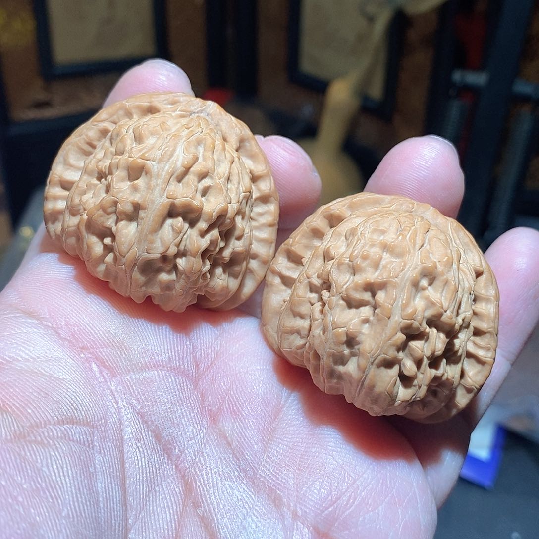 文玩核桃把件42白狮子全品