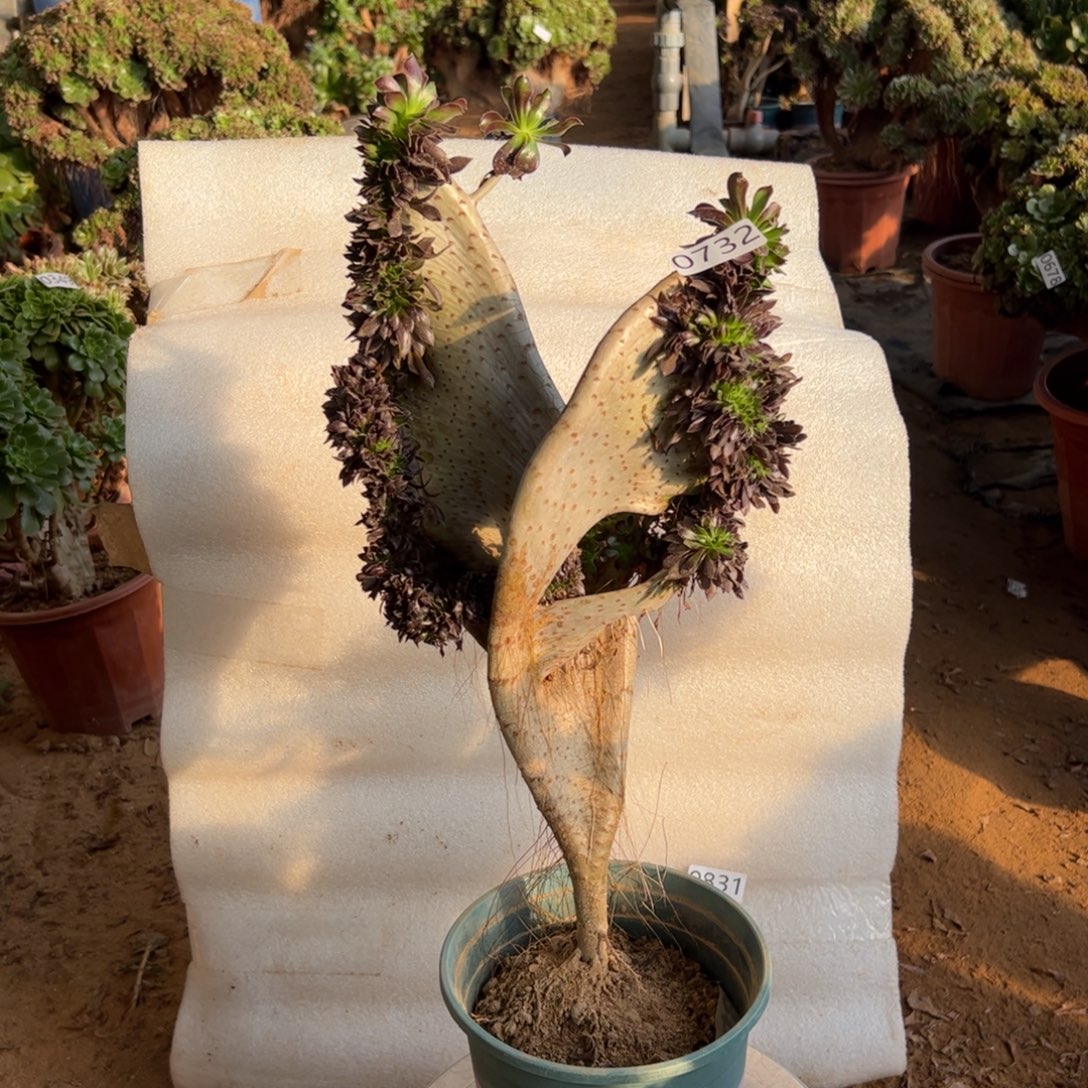 有伤黑缀翅膀732高度43