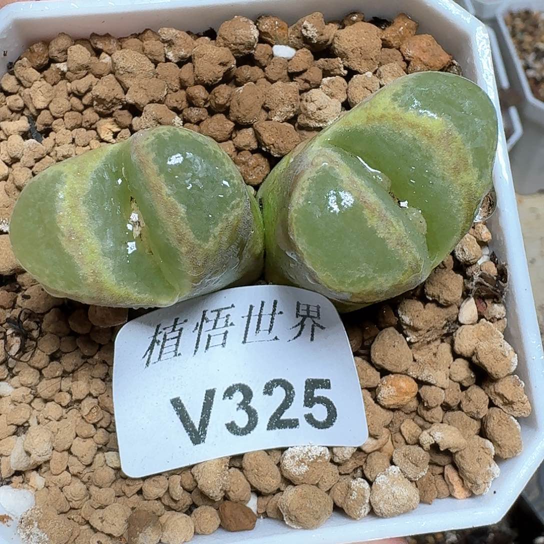 325号多肉植物提取c g