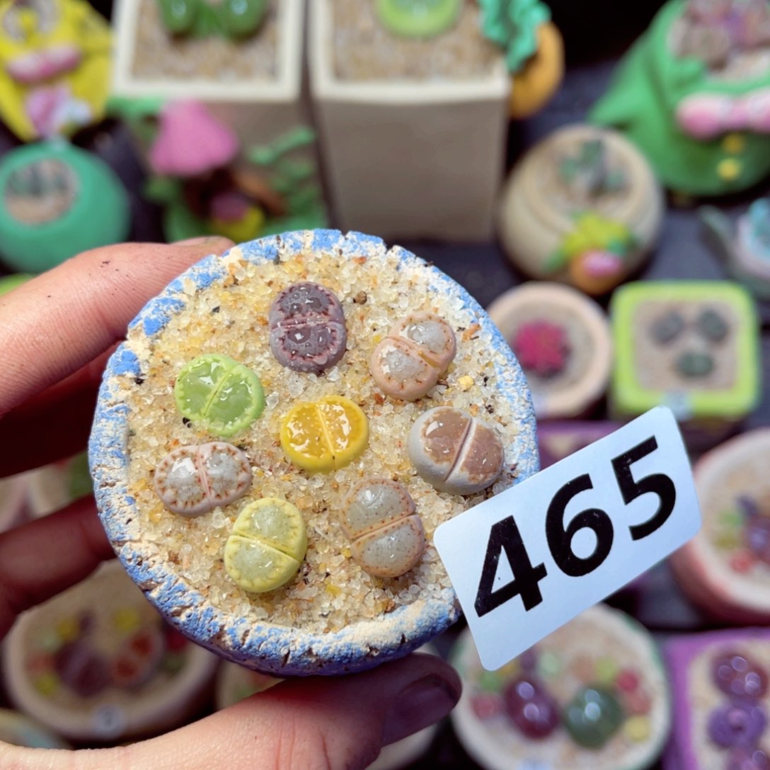 465生石花带盆发