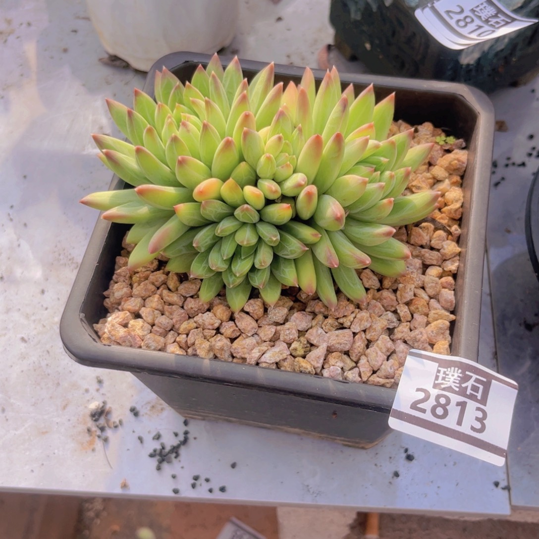 青花瓷多肉植物2813