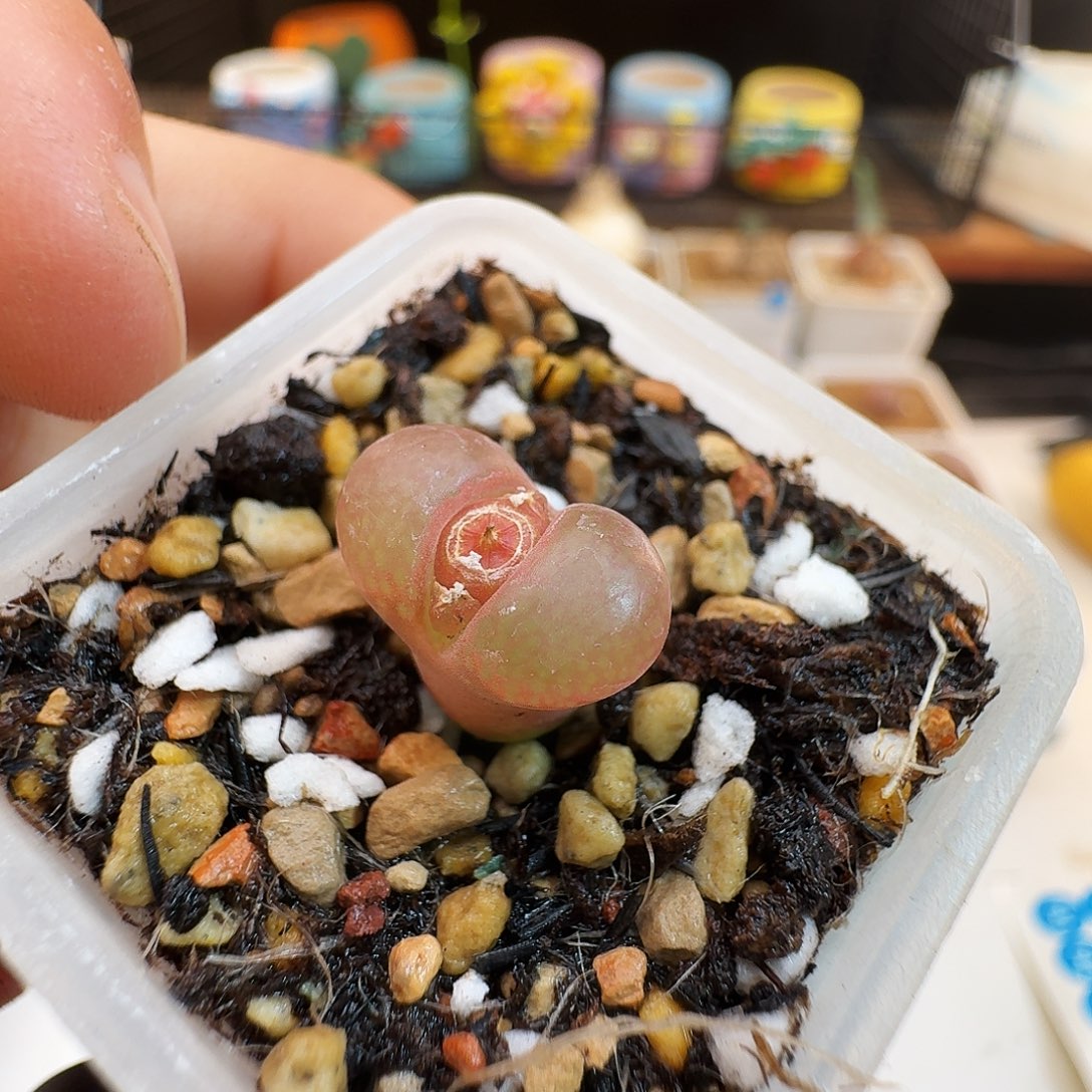 多肉植物福利肉锥赤焰美人842