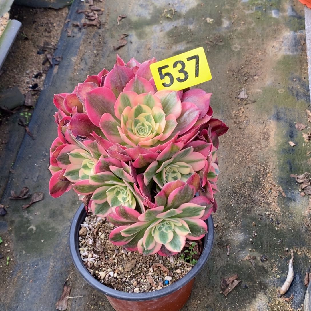 粉女郎多肉法师537杆子有吧