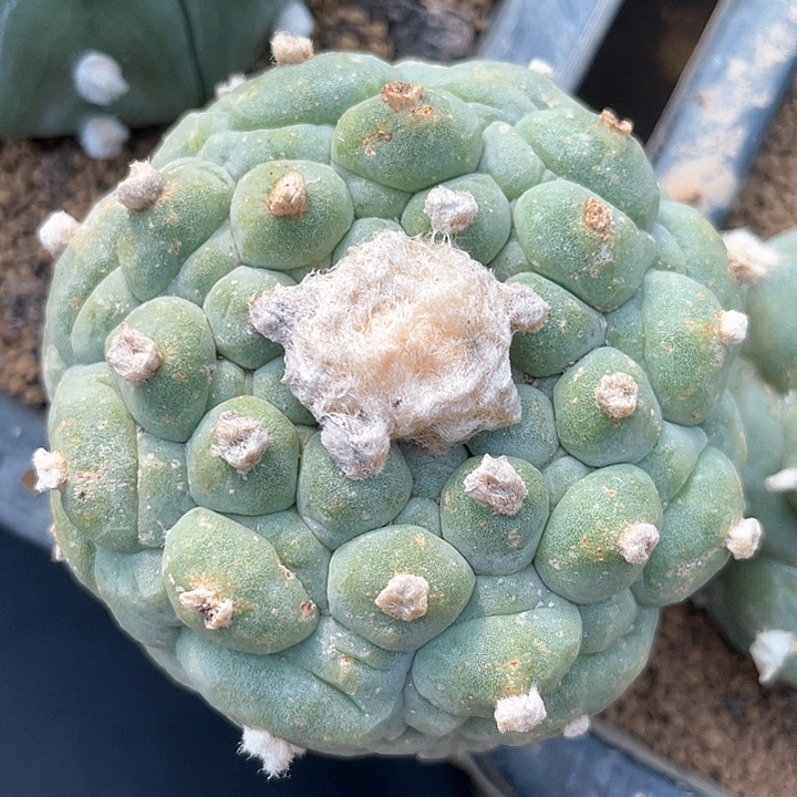 落地6.4公分满39包邮