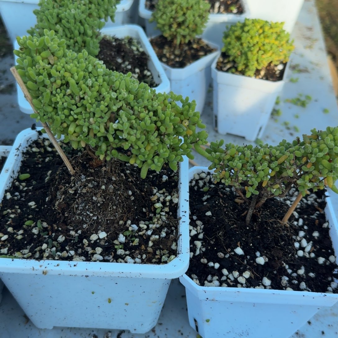 香****金橘蜜橘带盆带土发