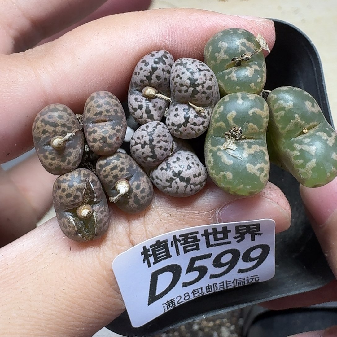 多肉植物的是tghnn