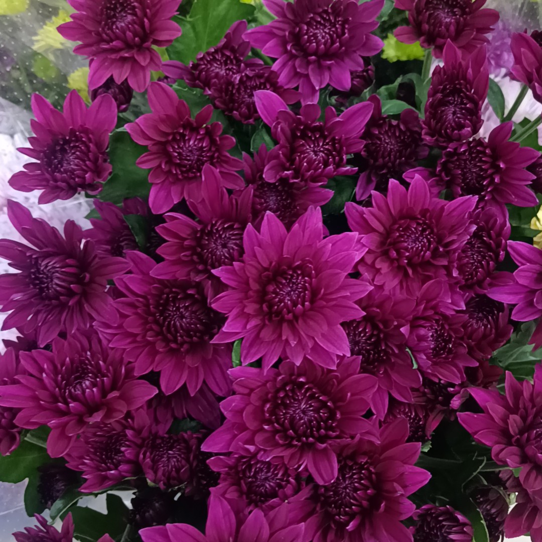 酒红色颜色小雏菊一把10支花期久