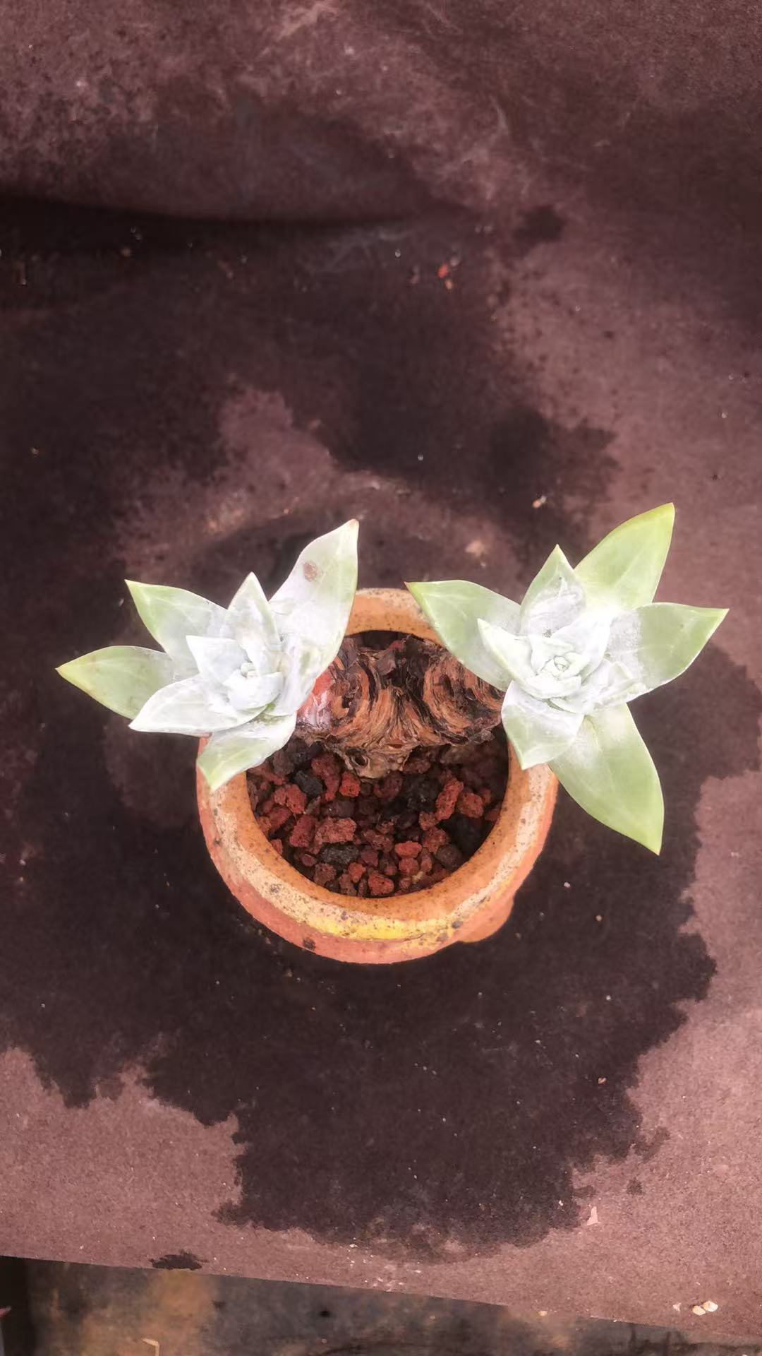 原产地 大圆叶苹果叶精控老桩 