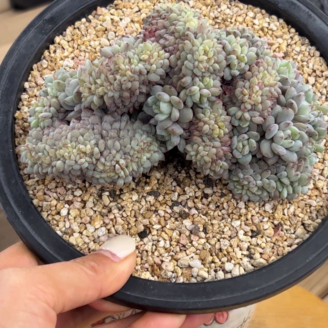 乐****鬼乐乐专拍星星橙朵朵缀