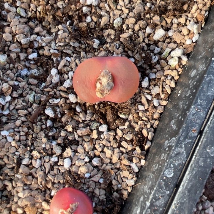 1606。   一个毛毛