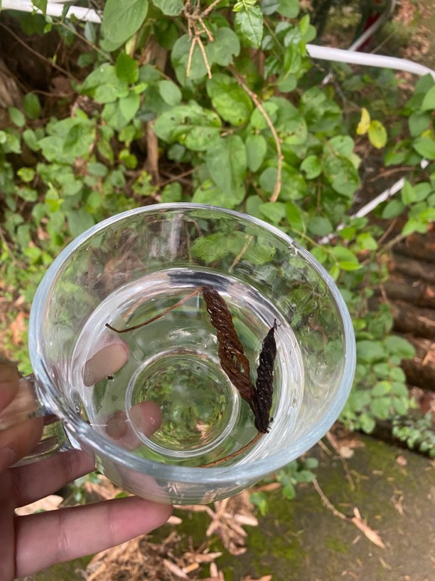 【s土特产】蟲/草/汪 净含量250g-1000g