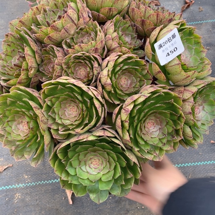 450万拉丝法师多肉断枝不售后