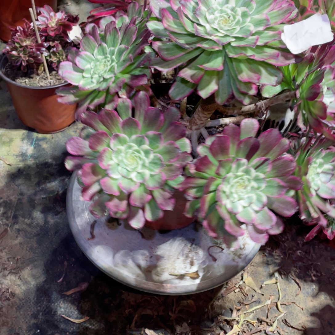 多肉植物水墨画461