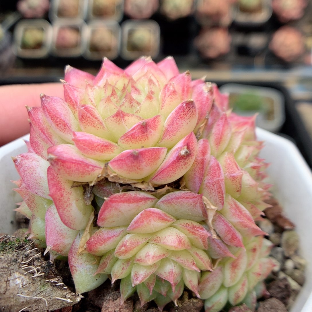 R118 ，20包邮两天凑单偏远不发货