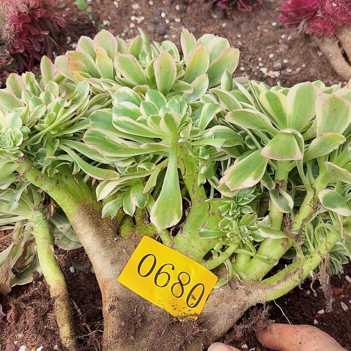 多肉植物福利来0680