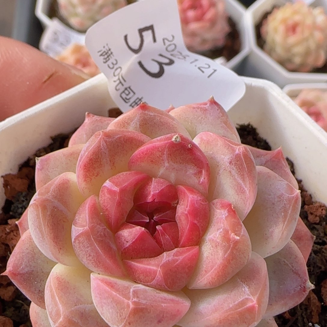 红绫珍妮单头一颗脱土