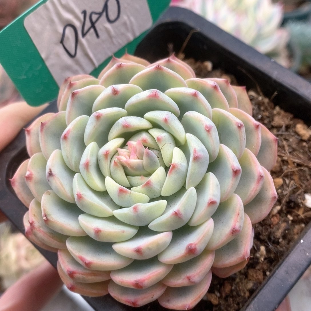040姬莲锦锦锦锦锦