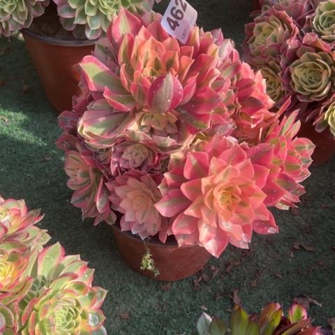 462粉女巫手捧多肉