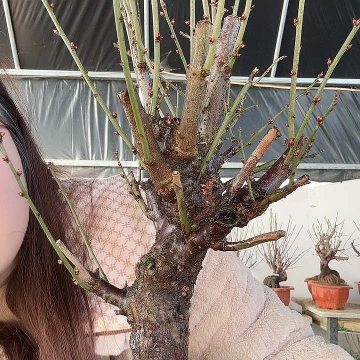 无花朵骨里红梅原生老庄红梅