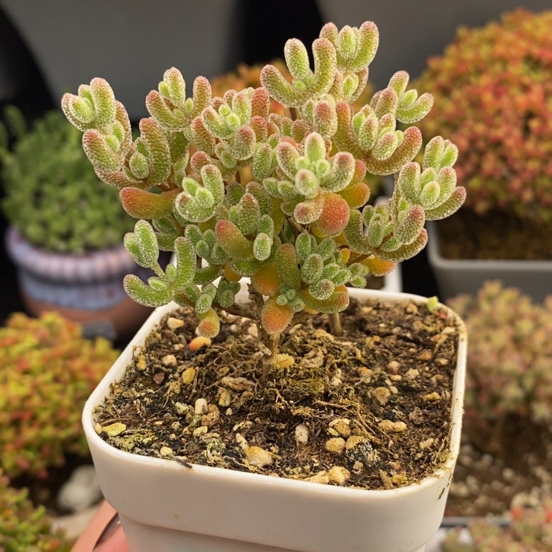 完全开放63号冰晶枝干（6.5cm）