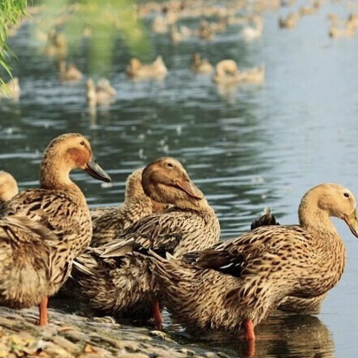 散养稻田老麻鸭带内脏新鲜宰杀黄皮红肉老麻鸭