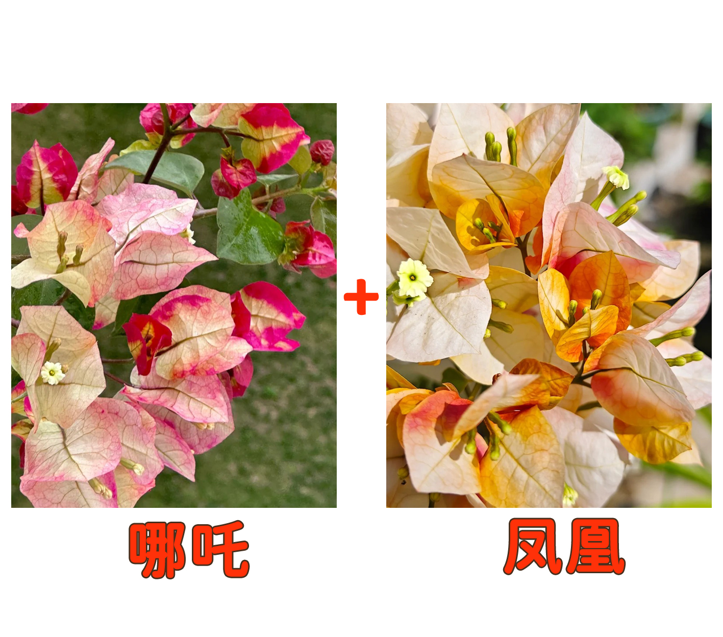 【凤凰+哪吒】到手2颗  勤花耐热三角梅基地直邮不带花不带盆
