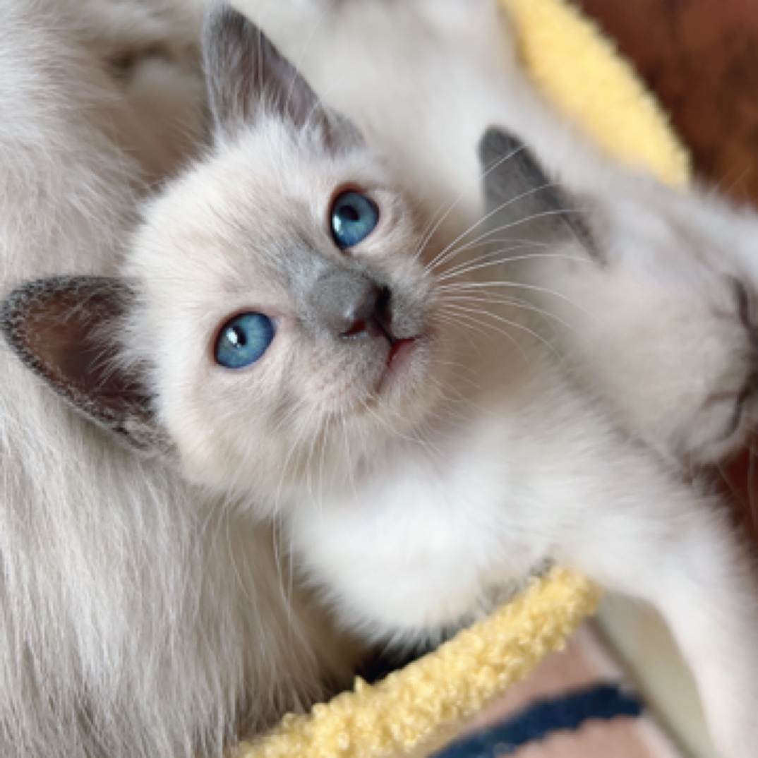 暹罗猫宝宝海豹色虎斑色蓝重点色活体宠物