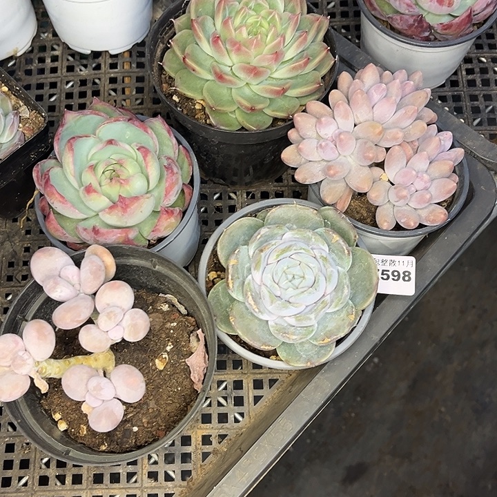 第***包阿雅园艺。         7598