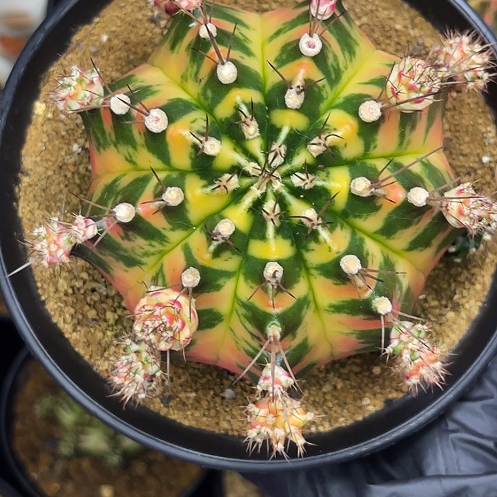 万花筒 母本不出出侧