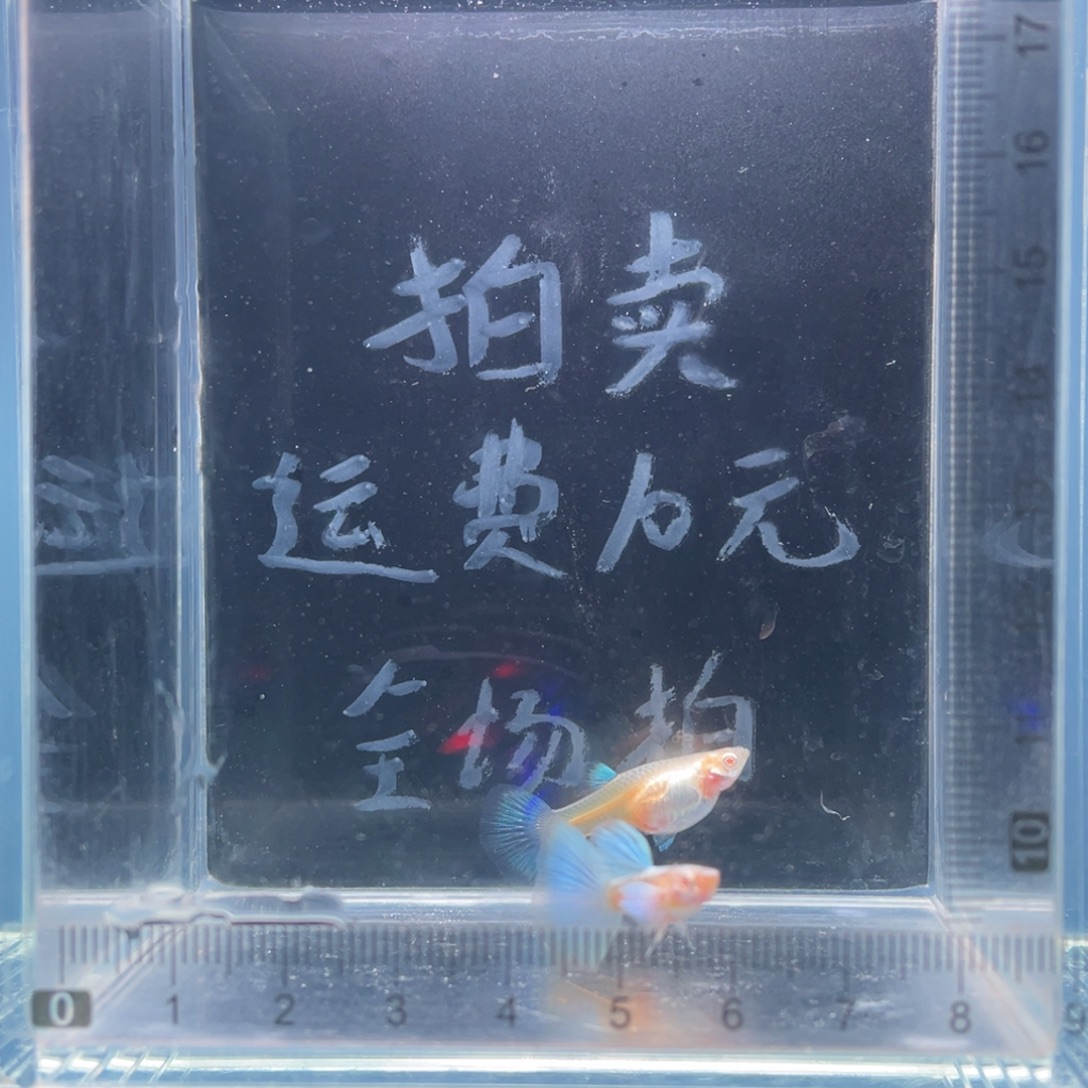 孔雀鱼蓝白飞船带胎一对