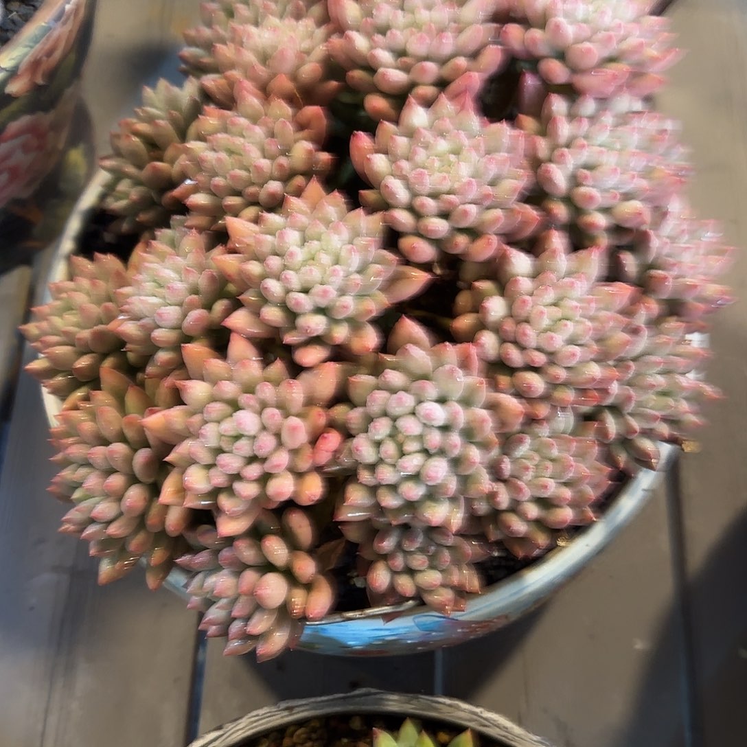 往***✺3333333333333多肉