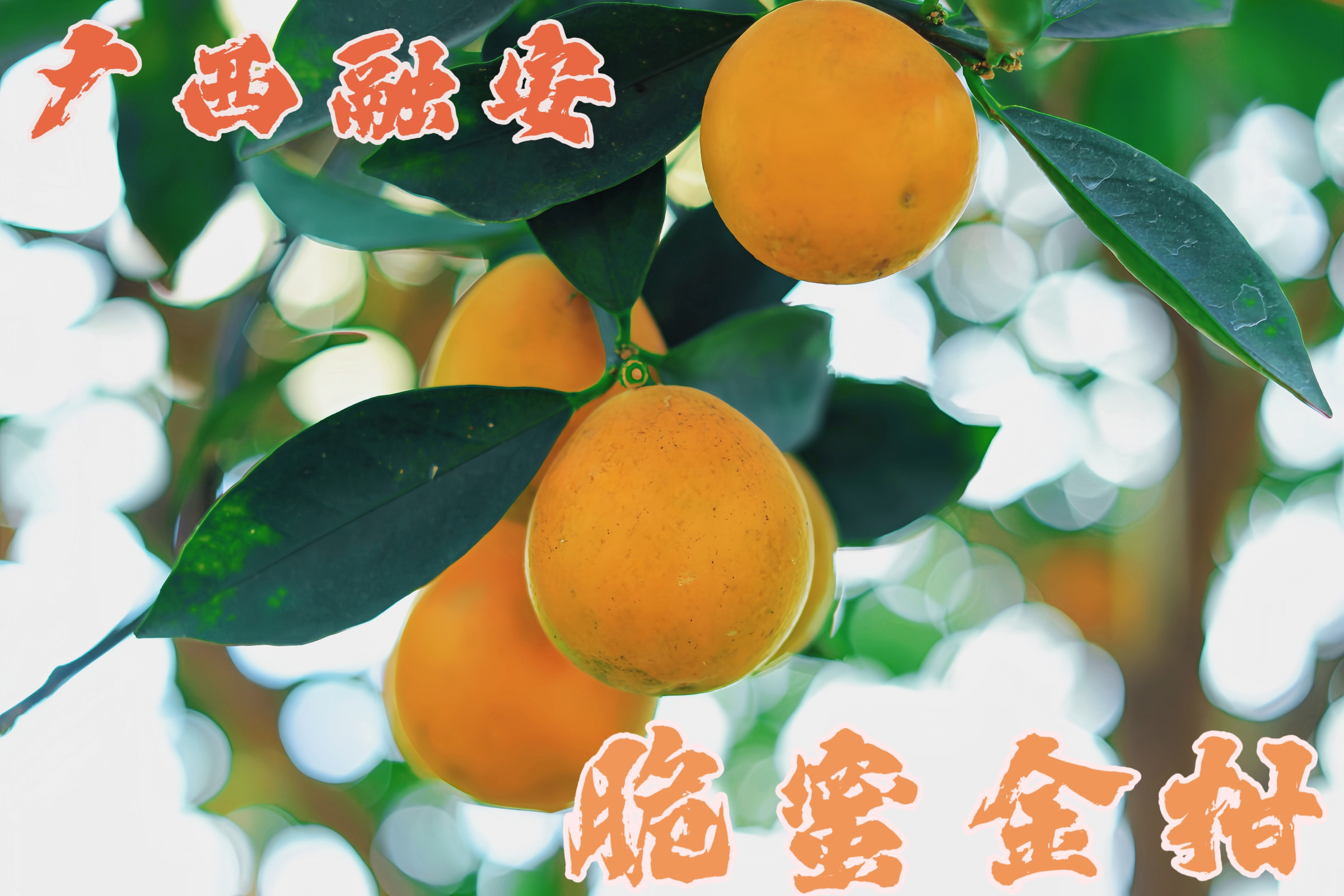 【顺丰】广西融安正宗第三代脆蜜金柑脆蜜金桔5号中果