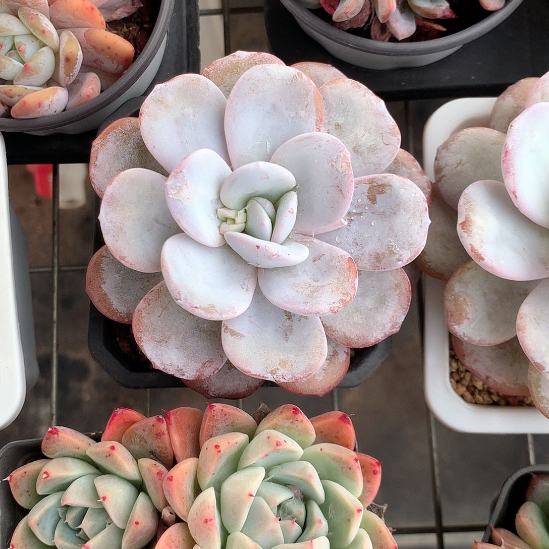 雪莲老桩多肉植物老桩多肉