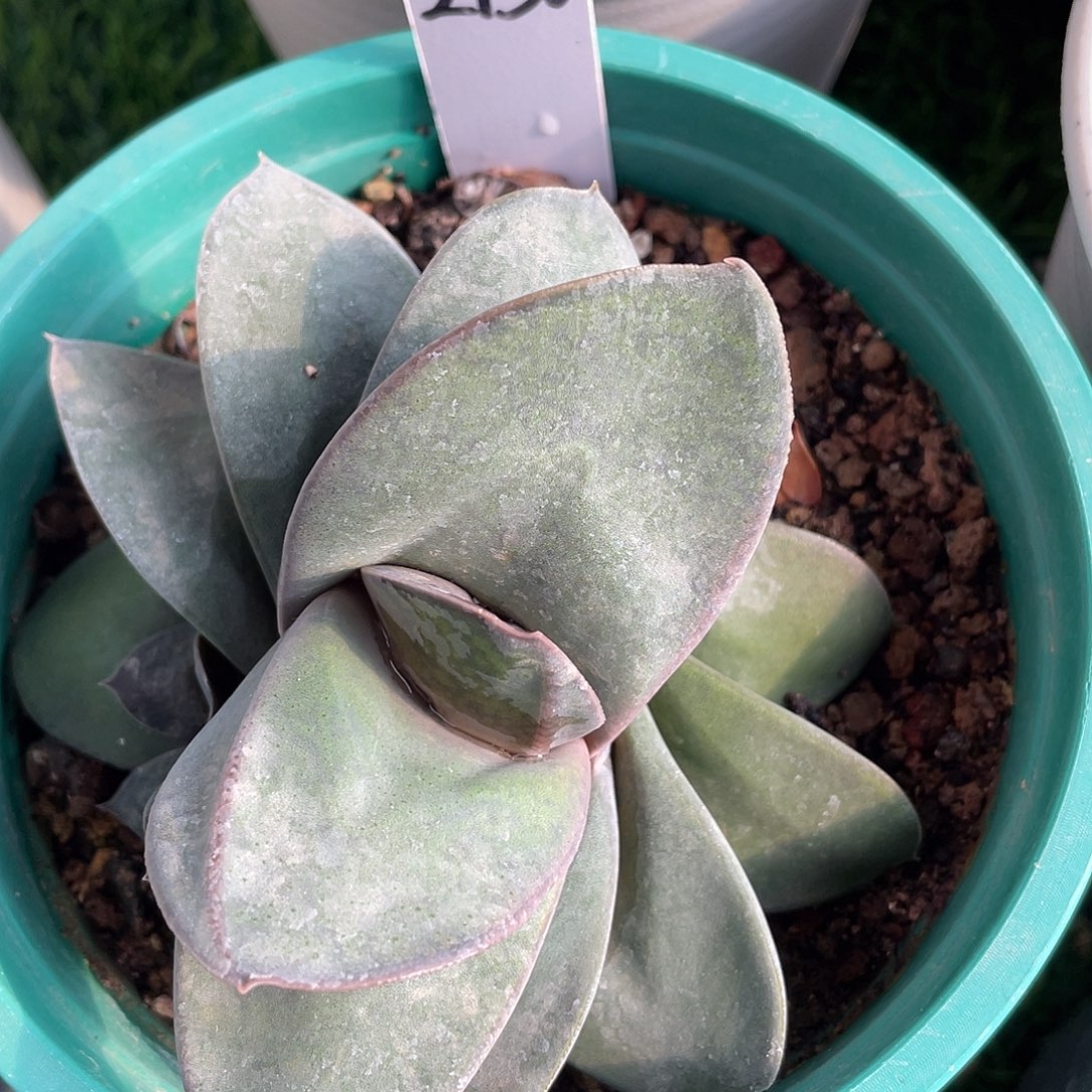 2130脱土发货1111111