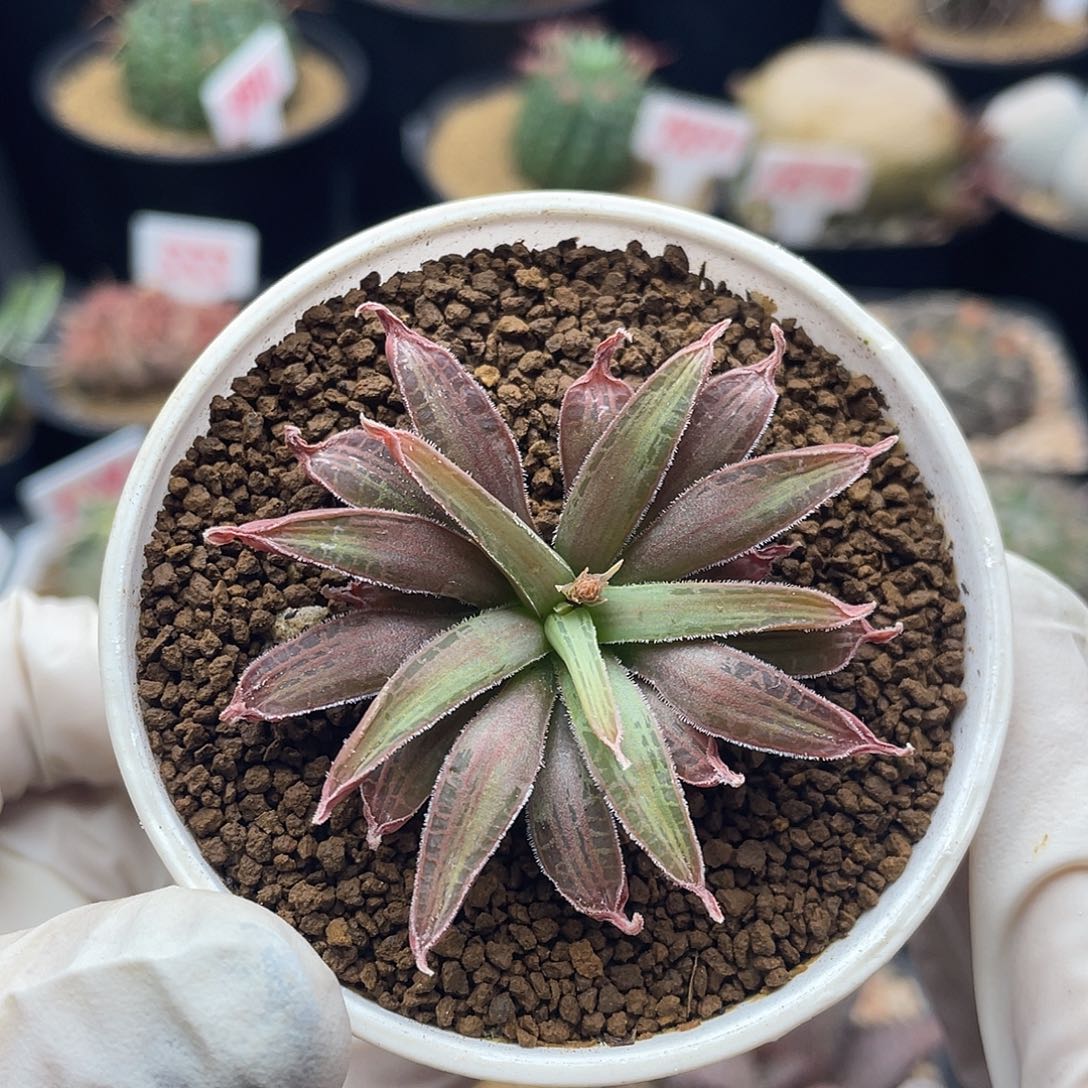 块根寿仙人球多肉