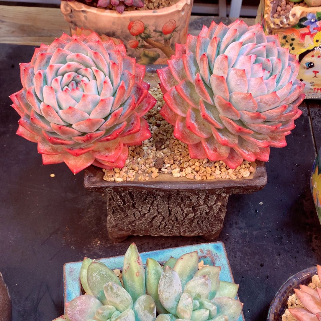 春****?哦我我有早洗哇真转现在