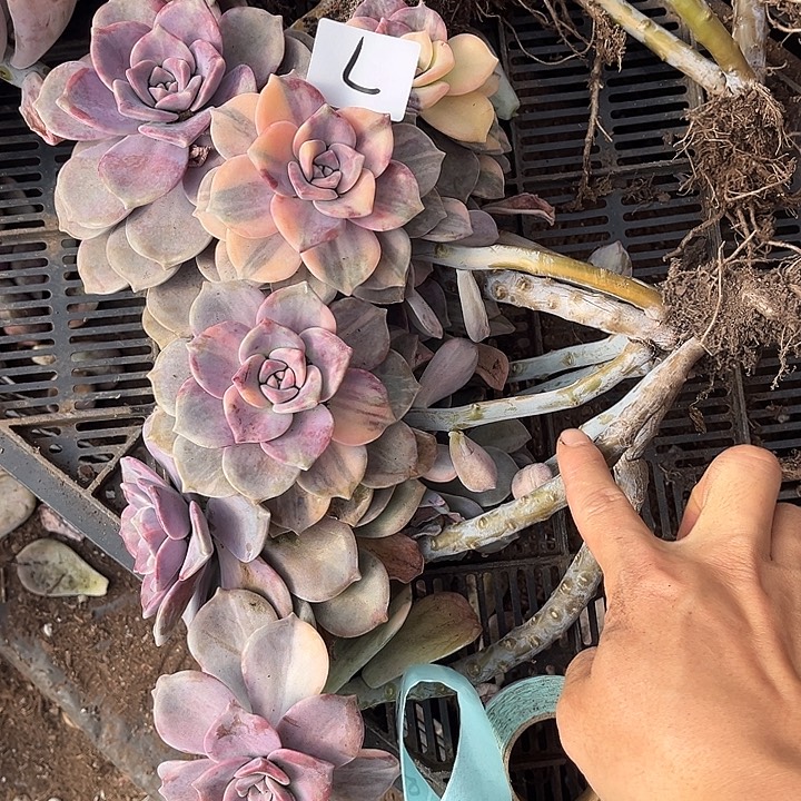 夏***夏紫乐景7号多肉植物精品